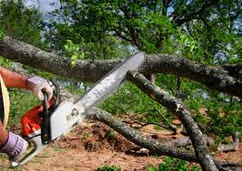 Best Tree Disease Treatment  in Fairview, NC