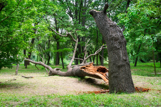 Best Fruit Tree Pruning  in Fairview, NC