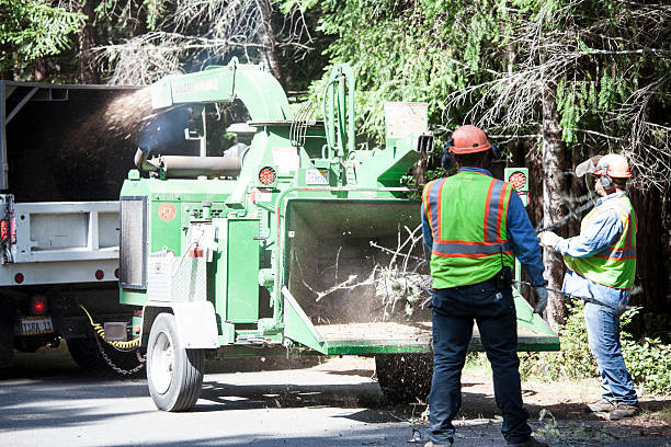 Best Tree Maintenance Programs  in Fairview, NC