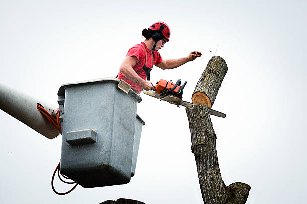 Best Storm Damage Tree Cleanup  in Fairview, NC