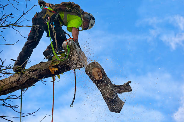 Reliable Fairview, NC Tree Care Solutions