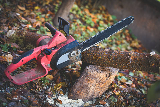 How Our Tree Care Process Works  in  Fairview, NC