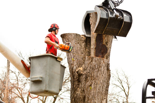 Best Hazardous Tree Removal  in Fairview, NC